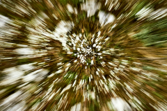 11-zoom