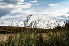 Gerstenfeld-im-Wind