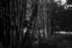 Eginger-See-Ilford-3200