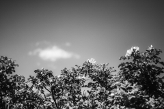IMG_0466