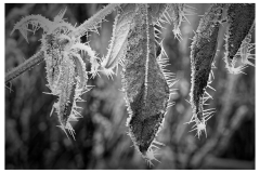 SW-im-Garten_3-scaled