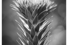 SW-im-Garten_6-scaled
