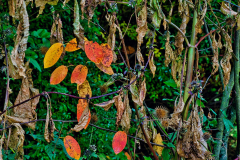 DSC0494-scaled