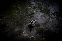 Duck-scaled