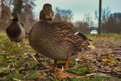 Ducks-scaled