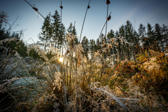 Bei Holzhäuseln im Wald