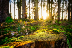 Die letzten Sonnenstrahlen im Wald