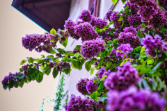Rot-Violett-zu-Gelb-Gruen-scaled